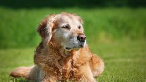 Боби португалски куче което през февруари беше обявено за най старото