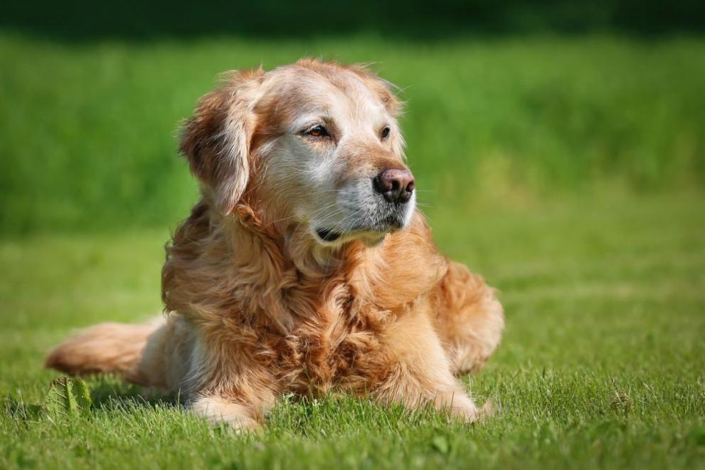 Боби, португалски куче, което през февруари беше обявено за най-старото