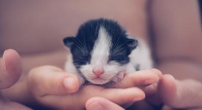 новородени котета