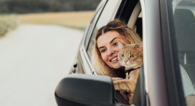 котка пътува с кола