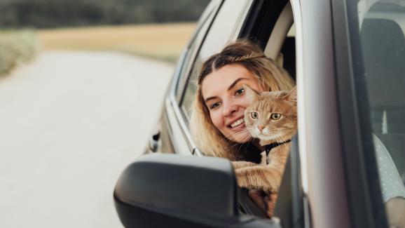 Как да успокоим котка за пътуване с кола