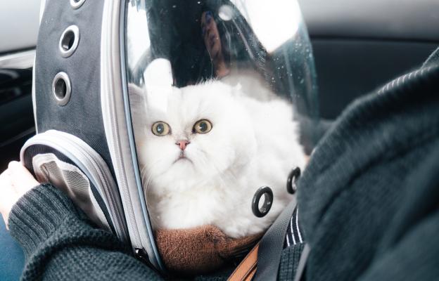 котка пътува с кола