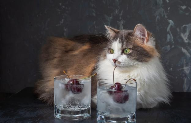 котка и алкохол