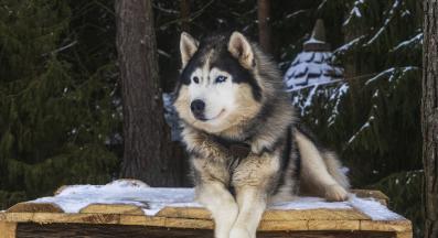 Аляски маламут
