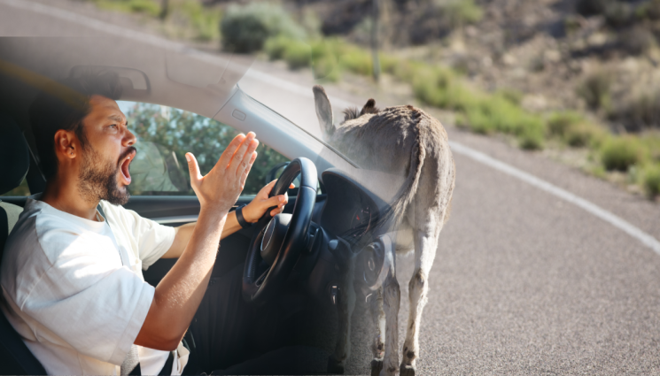 магаре - ИЗНЕНАДА НА ПЪТЯ: Шофьор се заби в магаре
