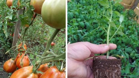 домати разсад