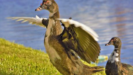 неми патици