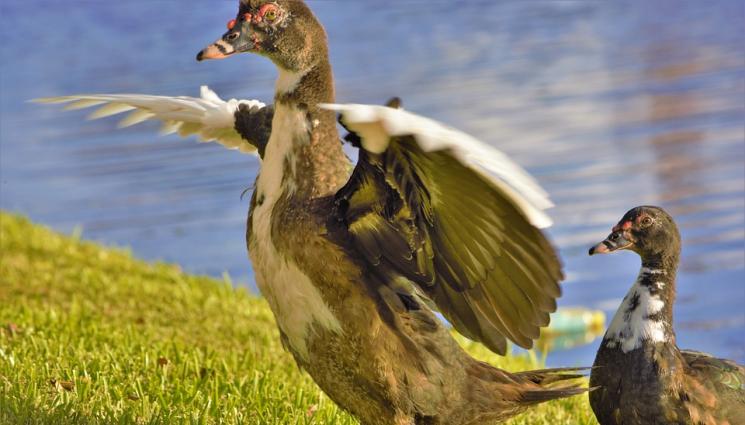 неми патици - Агро Телеграф: Подрежете крилата на немите патици