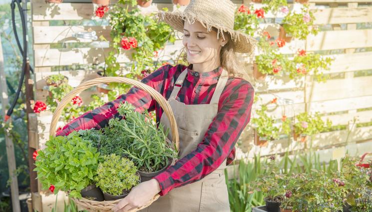 риган билки - Агро Телеграф: Риганът - звездата във всяка чиния