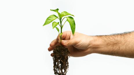 пипер разсад