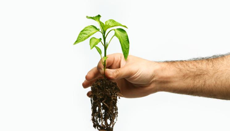 пипер разсад - Агро Телеграф: Садим пипера дълбоко в затоплена почва