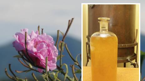 розово масло рози