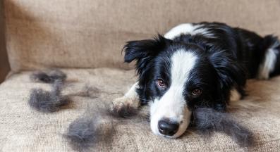 куче козина