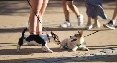 кучета игра