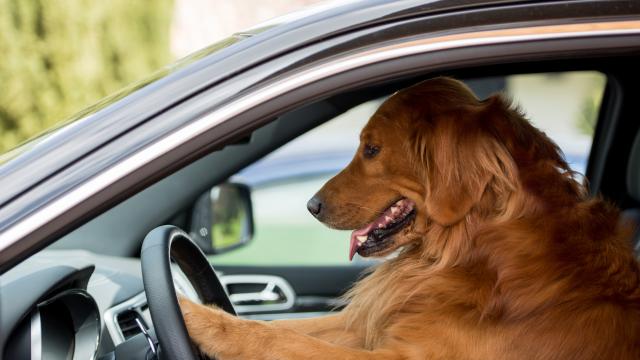 Полицията спря пиян зад волана: Той се размени се с кучето си