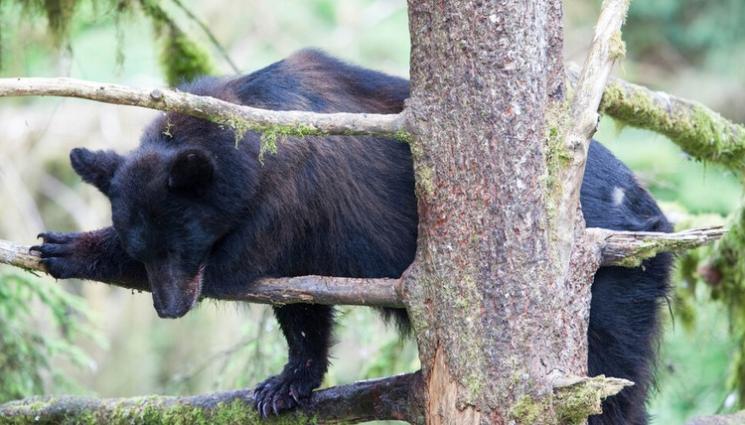 мечка - СВИ ГНЕЗДО: Мечка кацна на дърво, взе се за птица! (СНИМКИ)