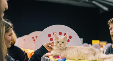 Котешка изложба в София