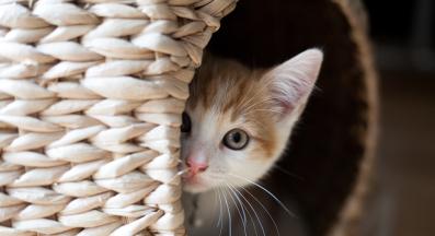 малко коте у дома
