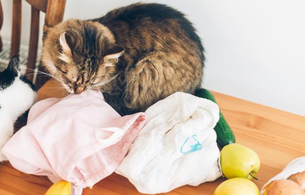 котка и пластмасова торба