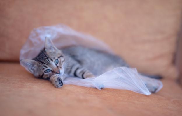 котка и пластмасова торба