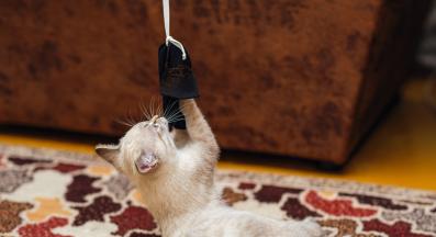 котка играе в апартамент