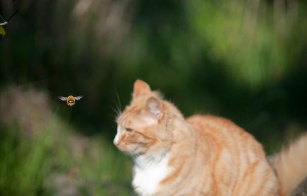 котка и пчела