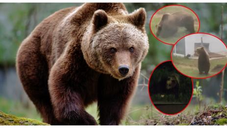 мечка Габровско