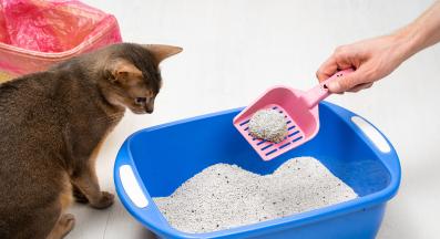 котка ходи до тоалетна