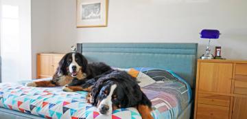Големи породи кучета, подходящи за апартамент