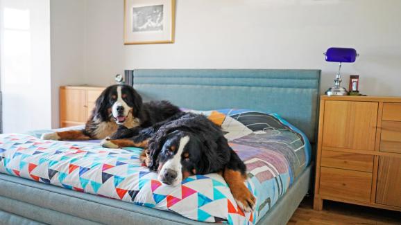 Големи породи кучета, подходящи за апартамент