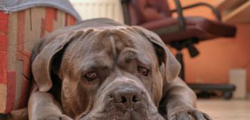 10 неща, които само собствениците на големи кучета ще разберат