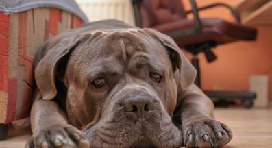 голямо куче