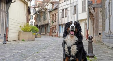 Бернски зененхунд