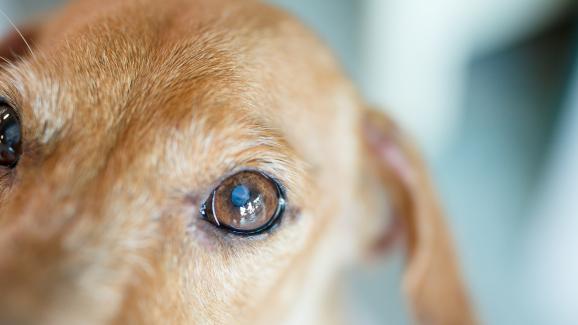4 факта за кучешкото зрение, които може би не знаете