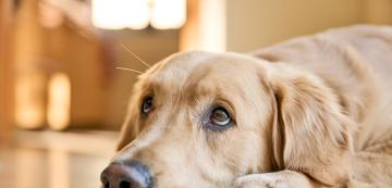 4 факта за кучешкото зрение, които вероятно не знаете