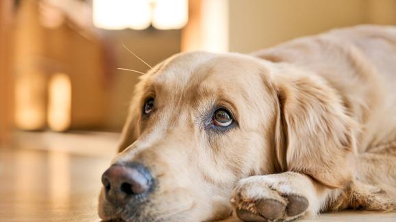 4 факта за кучешкото зрение, които вероятно не знаете