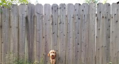 куче бягство