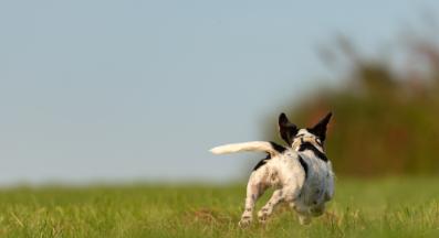 куче бягство