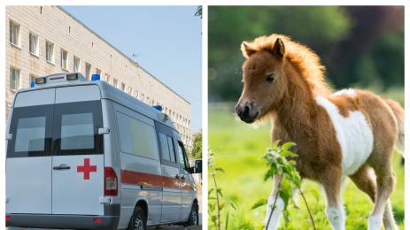 пони линейка