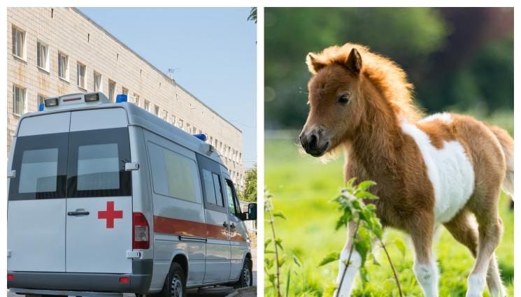 пони линейка - ШОК! Миловидно пони отхапа пръстите на бременна жена в БГ зоопарк