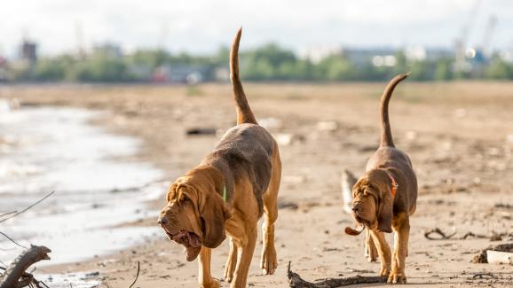 6 породи кучета с изключително обоняние