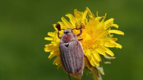 майски бръмбар
