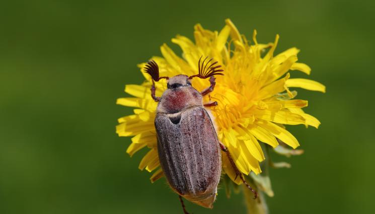 майски бръмбар - ПРАКТИЧНИ СЪВЕТИ: Как да се отървем от ларвите на майския бръмбар