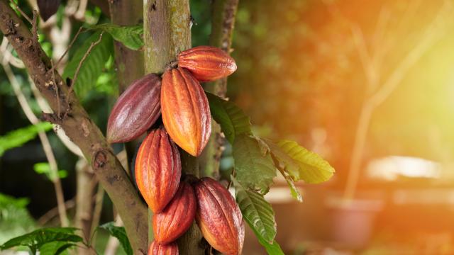 Венецуелски град намира сладък успех в занаятчийския шоколад 