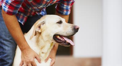 куче галене