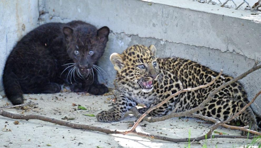 Две новородени мъжки леопардчета бяха представени в Зоопарка във Варна.