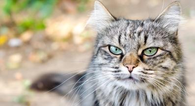 котка отблизо