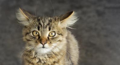 котка у дома