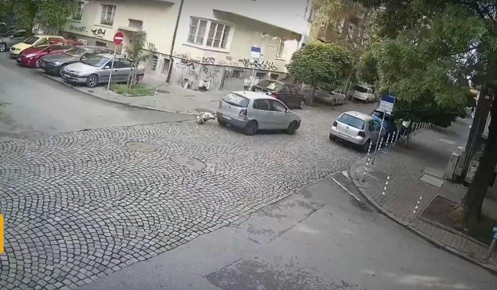 Шофьор на лек автомобил прегази куче в центъра на София