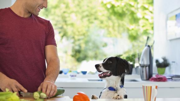 Могат ли кучетата да ядат краставици? Дори с кората?